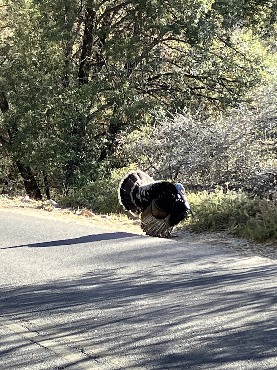 Truthuhn - ML634901742