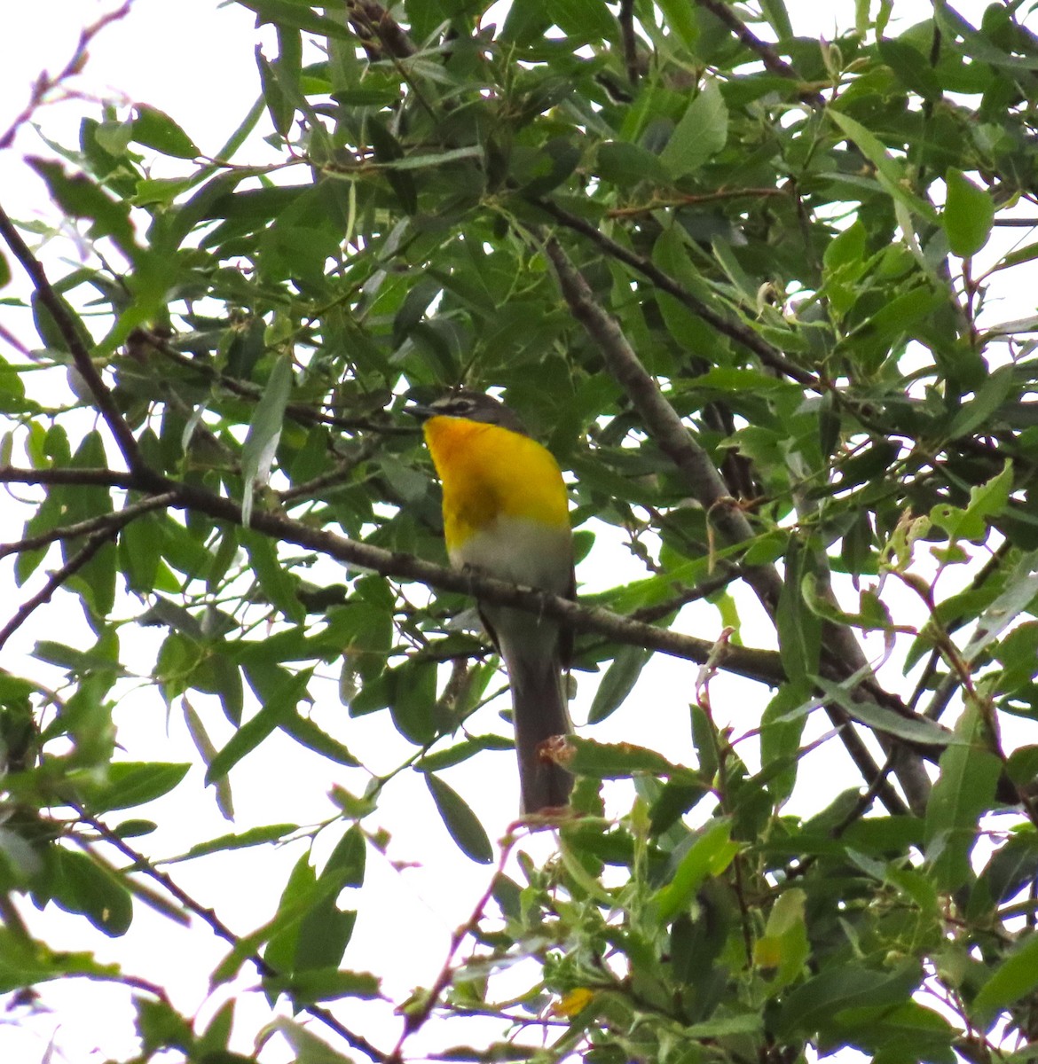 Yellow-breasted Chat - ML634901896