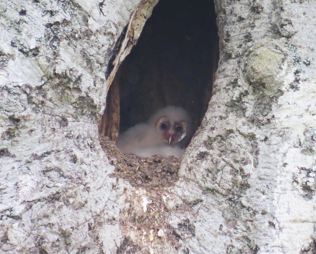 American Barn Owl - ML634901943