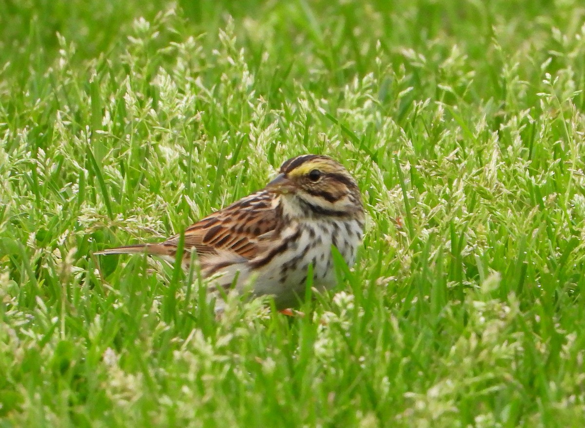 Savannah Sparrow - ML634901971