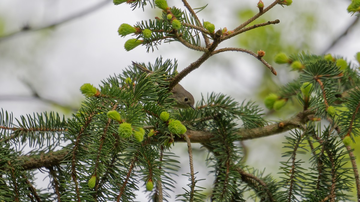 Ruby-crowned Kinglet - ML634902045