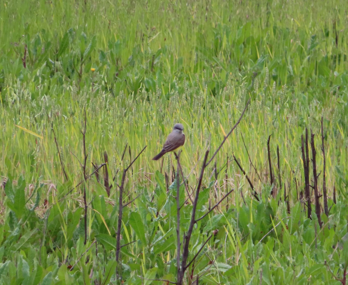 Western Kingbird - ML634902142