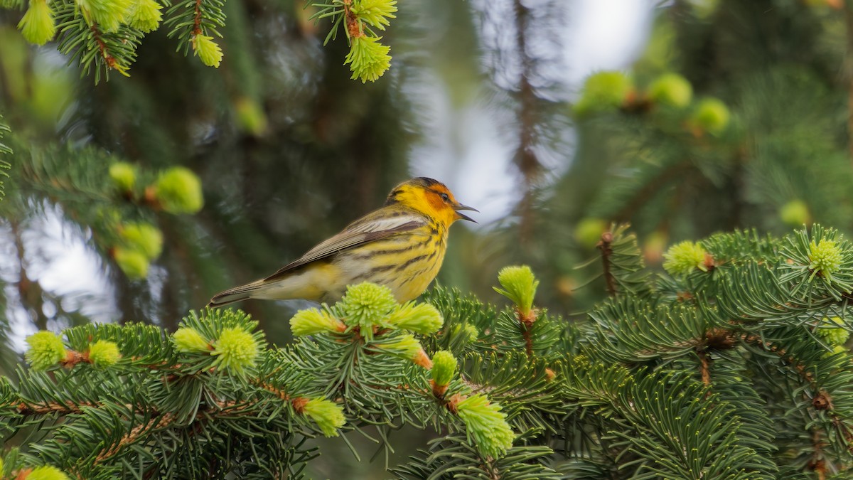 Cape May Warbler - ML634902191
