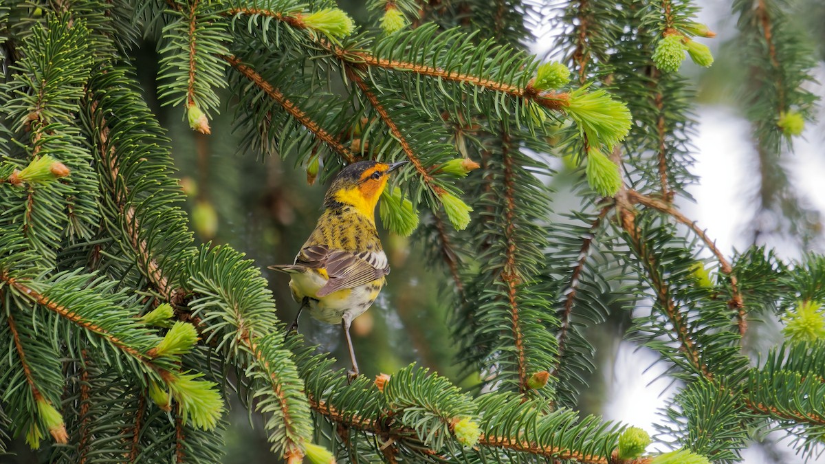 Cape May Warbler - ML634902192