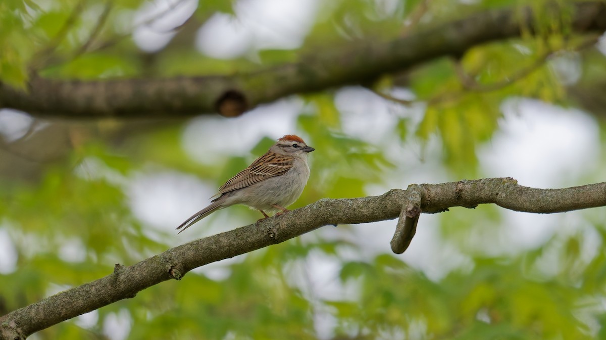 Chipping Sparrow - ML634902201