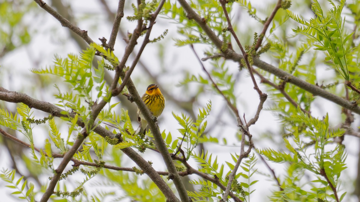 Cape May Warbler - ML634902224