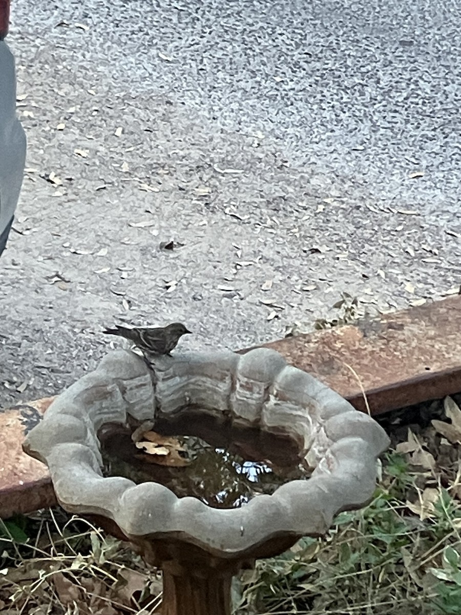 Fichtenzeisig - ML634902278