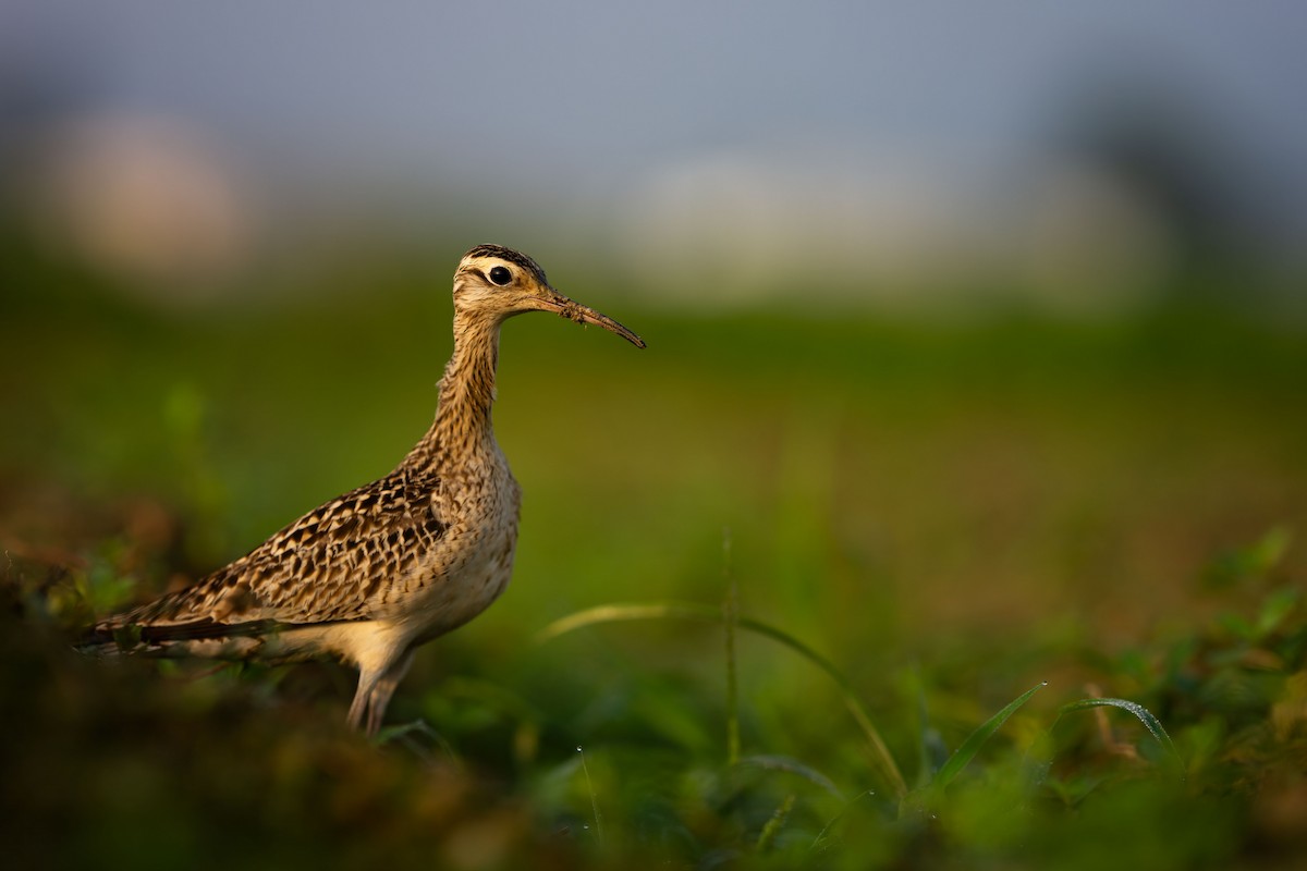 Little Curlew - ML634902292