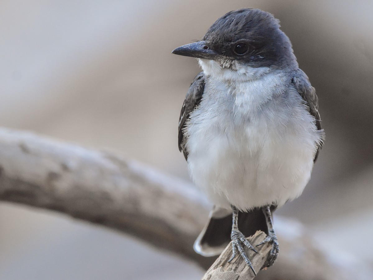 Eastern Kingbird - ML634902295