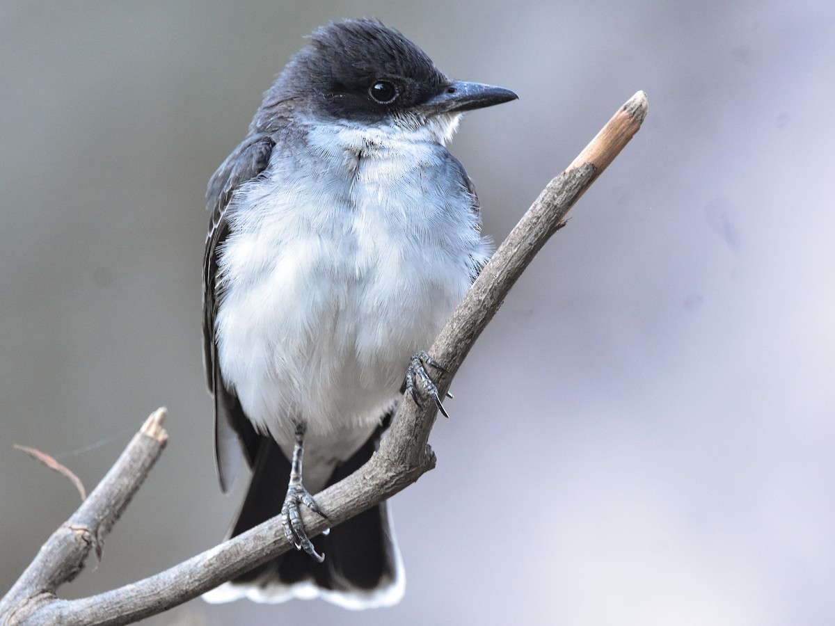 Eastern Kingbird - ML634902310