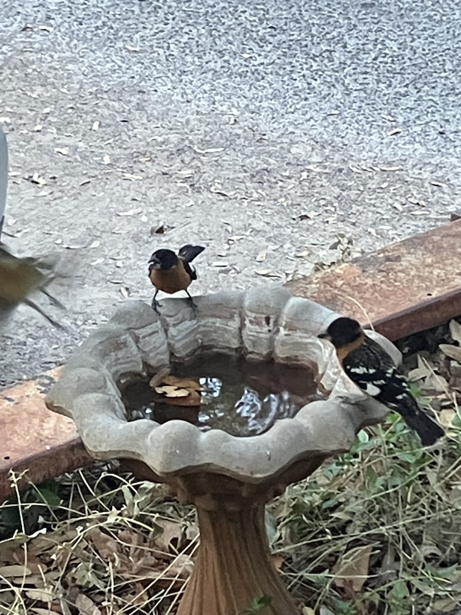 Schwarzkopf-Kernknacker - ML634902311