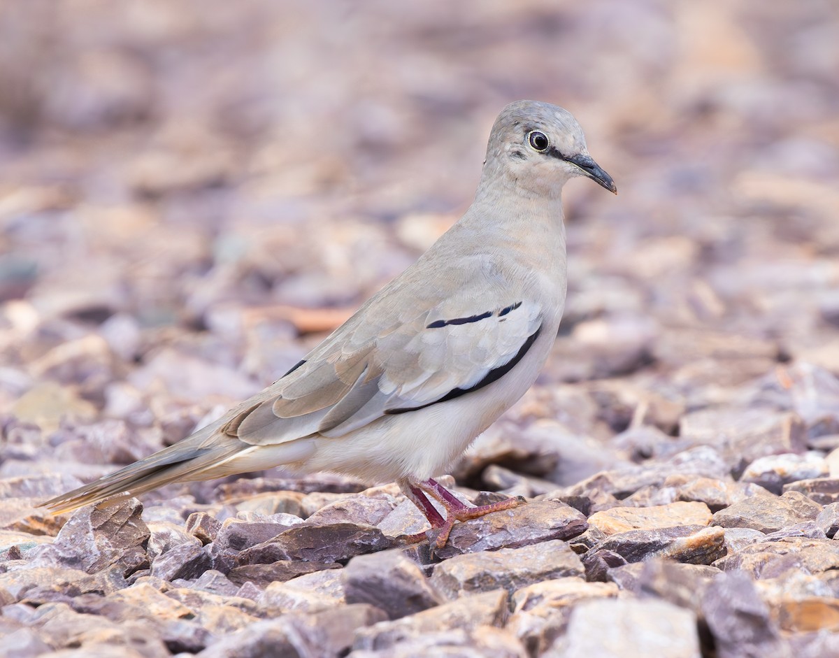 Picui Ground Dove - ML634902469