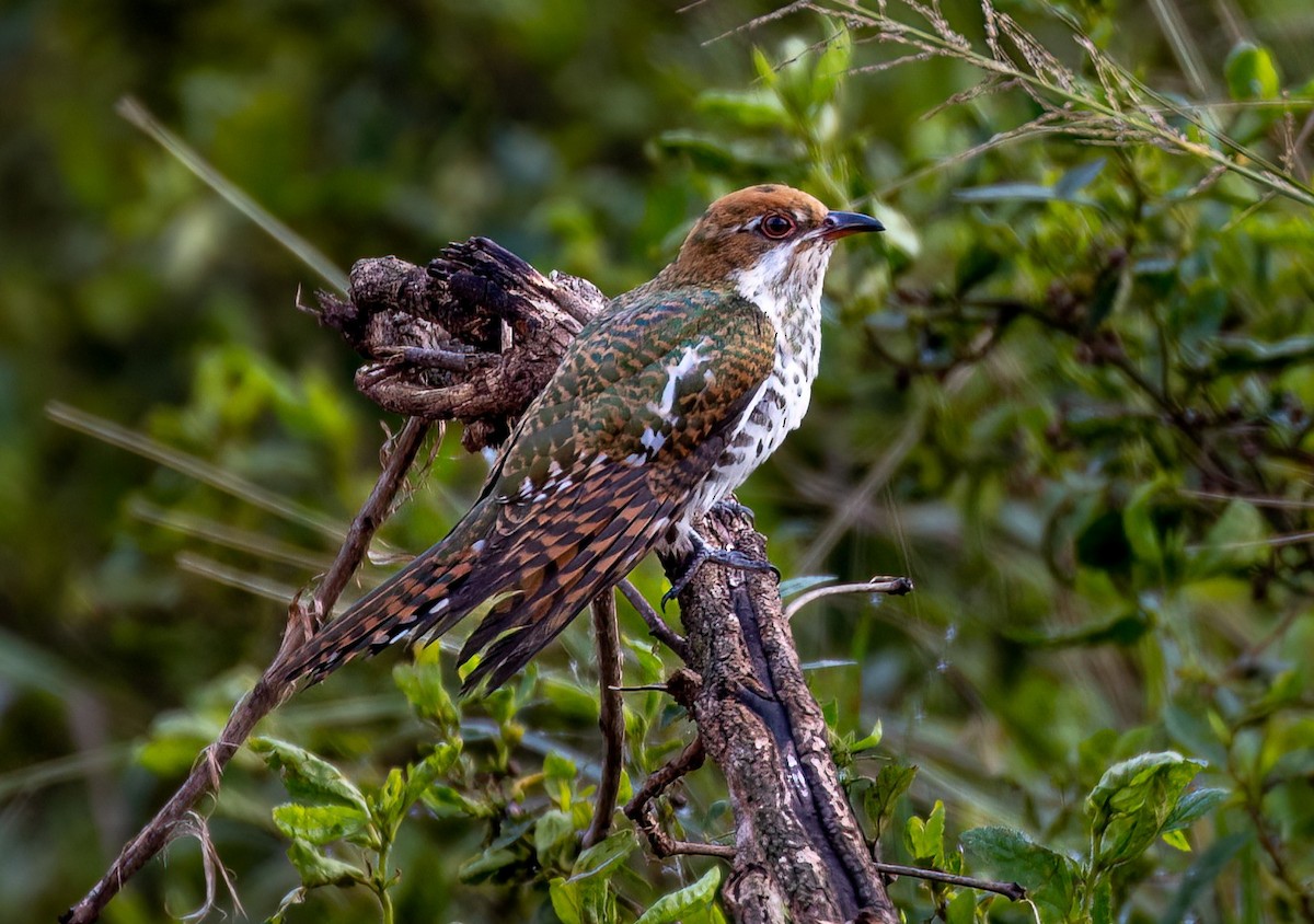 Dideric Cuckoo - ML634902497