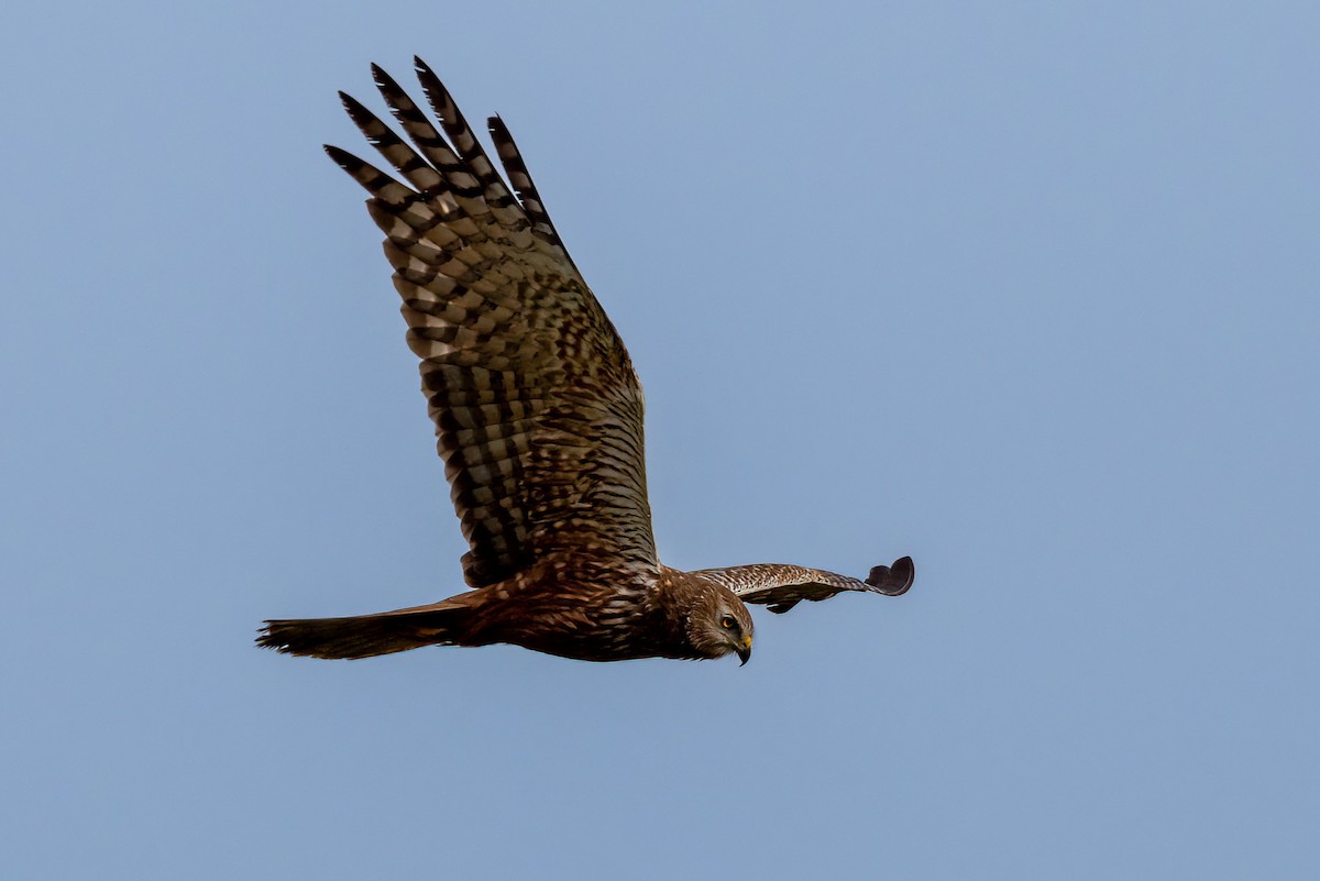 African Marsh Harrier - ML634902518