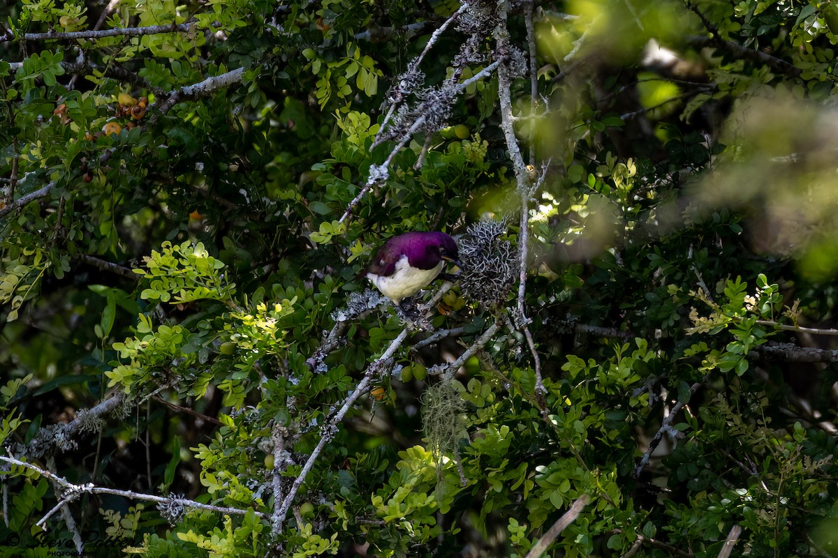 Violet-backed Starling - ML634902550