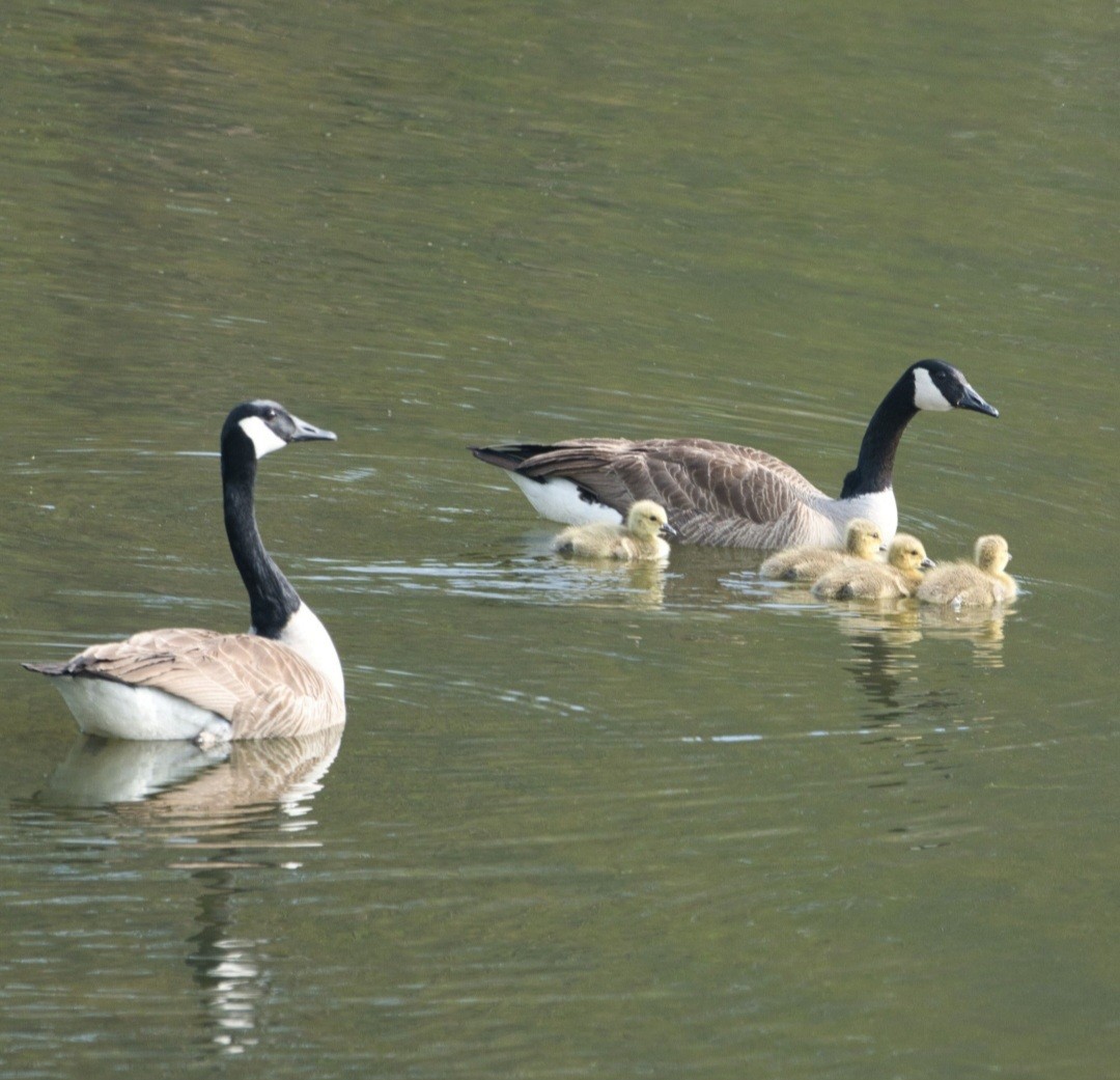 Canada Goose (canadensis Group) - ML634902593