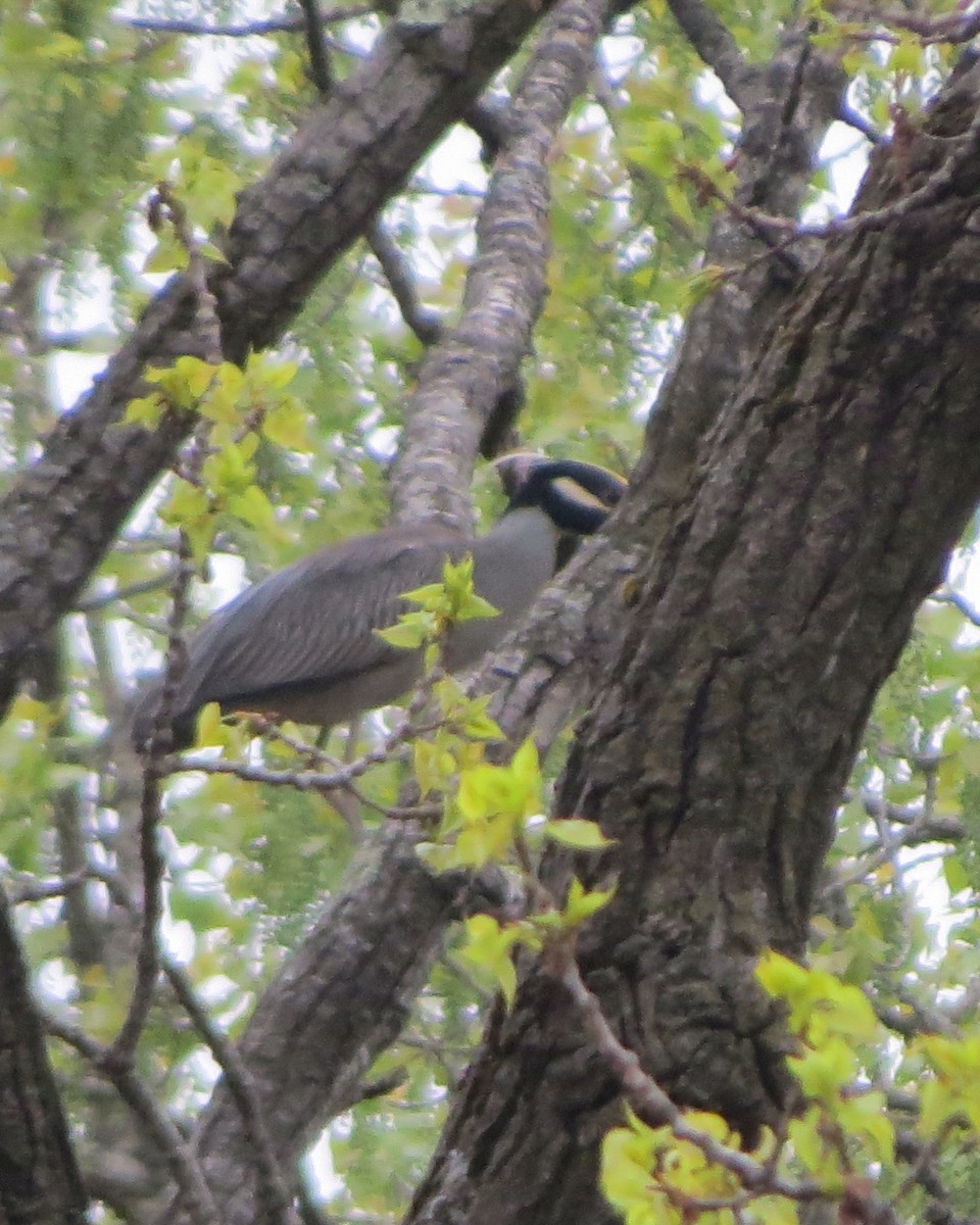 Yellow-crowned Night Heron - ML634902648