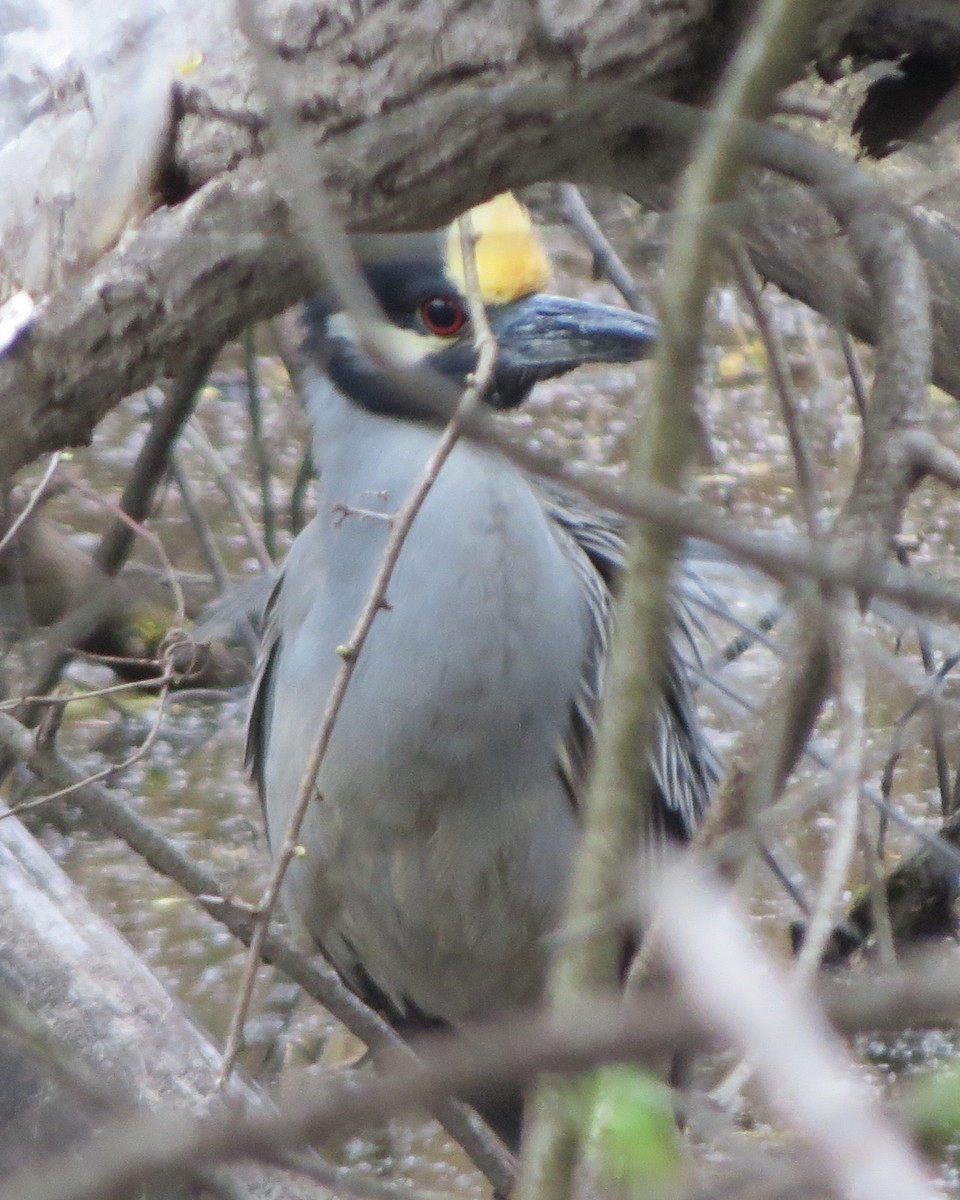 Yellow-crowned Night Heron - ML634902657