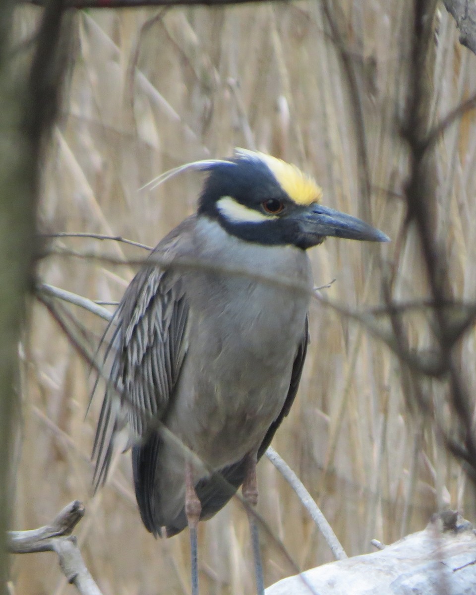 Yellow-crowned Night Heron - ML634902666