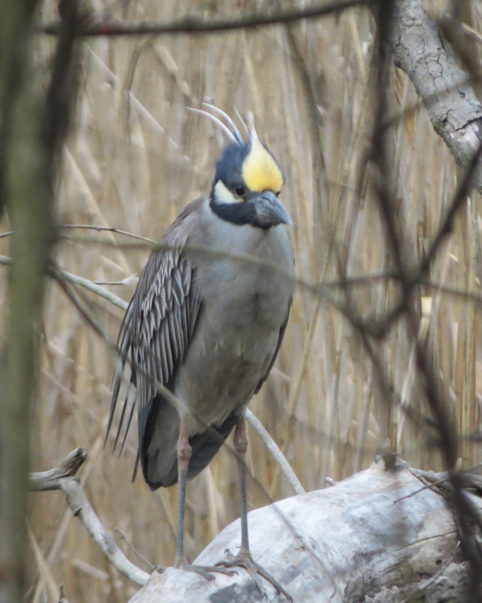 Yellow-crowned Night Heron - ML634902676