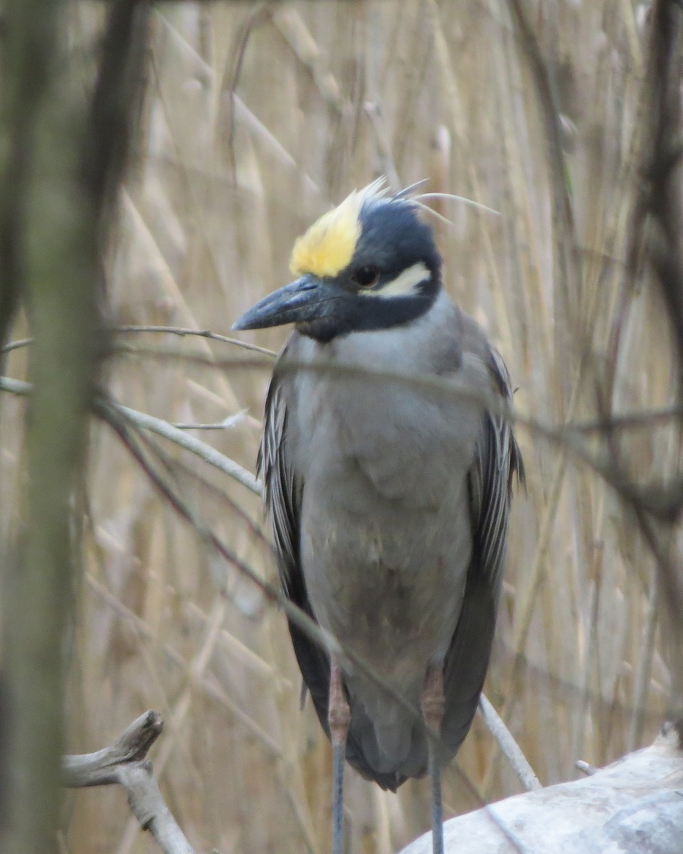Yellow-crowned Night Heron - ML634902700