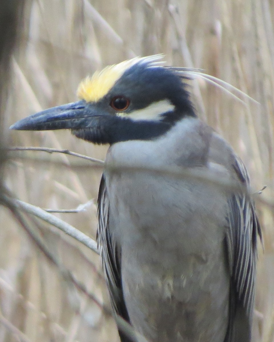Yellow-crowned Night Heron - ML634902719