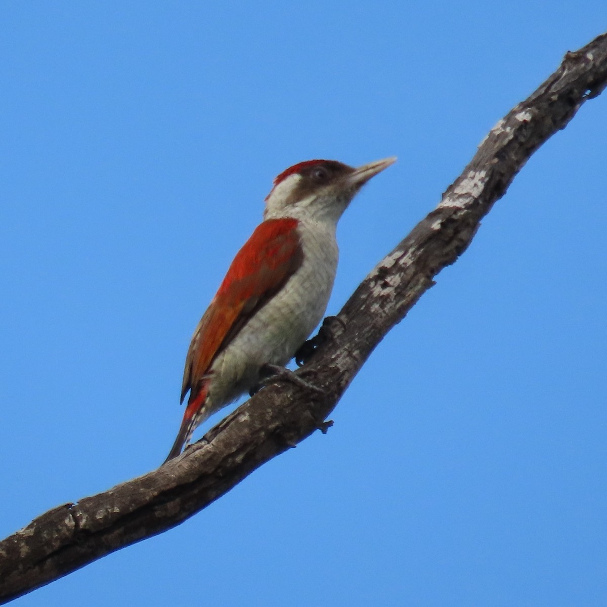 Scarlet-backed Woodpecker - ML634902845