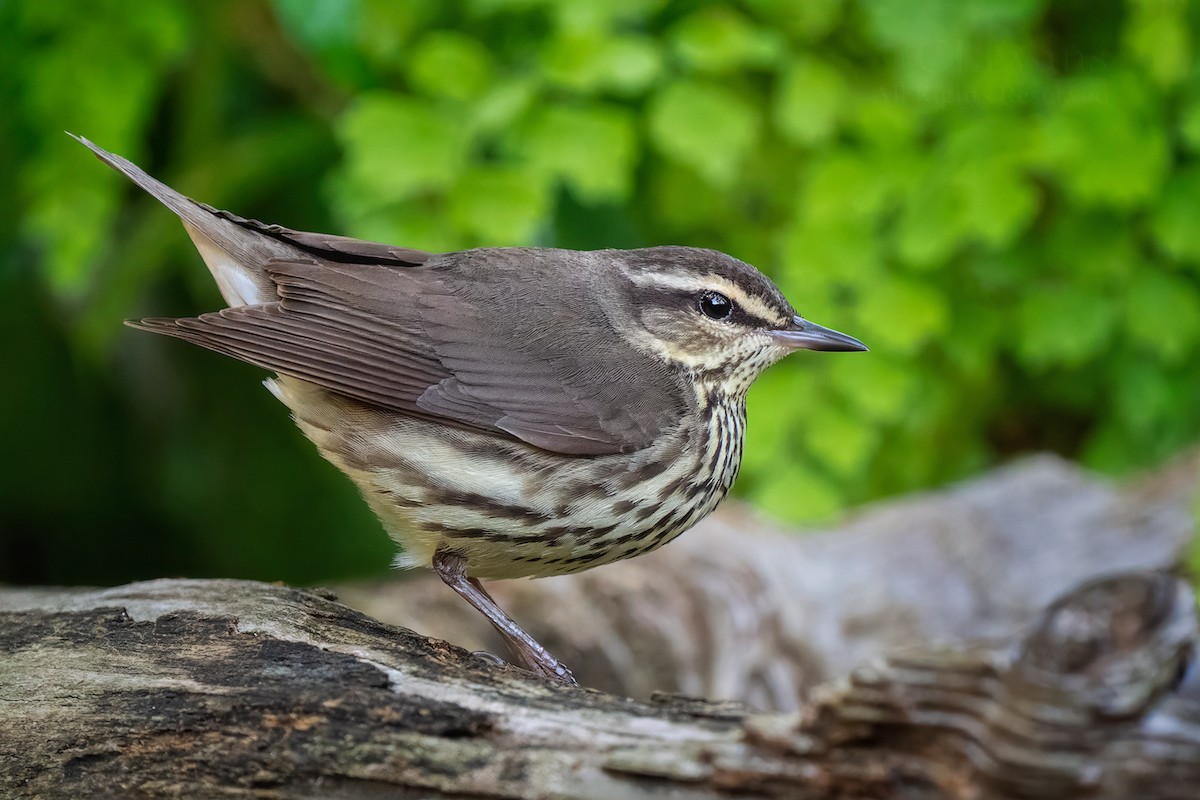 Northern Waterthrush - ML634902913
