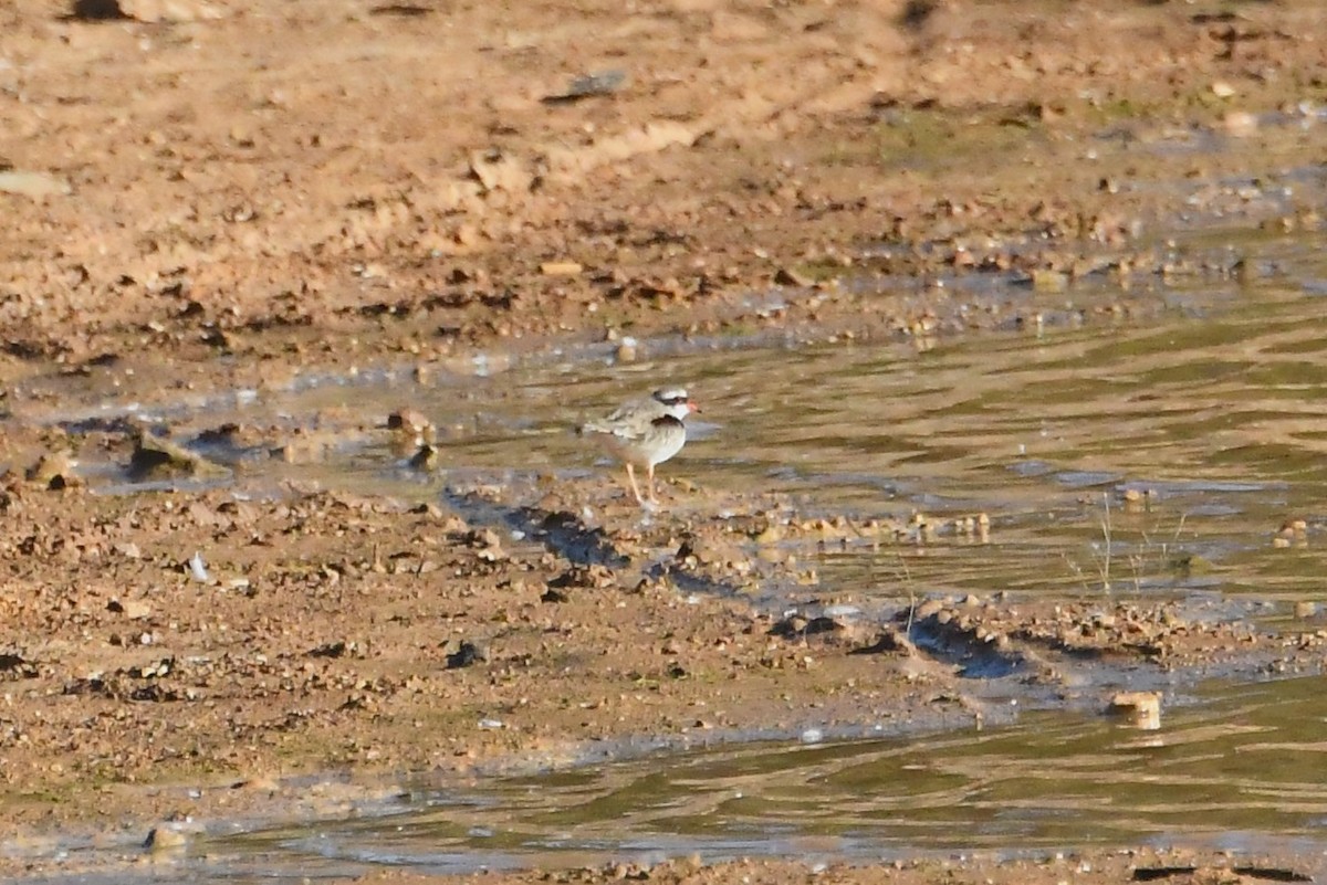 Black-fronted Dotterel - ML634902951