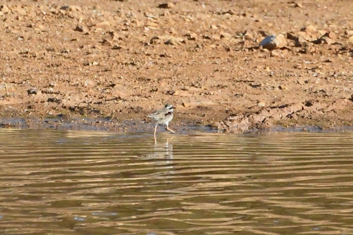 Black-fronted Dotterel - ML634902964