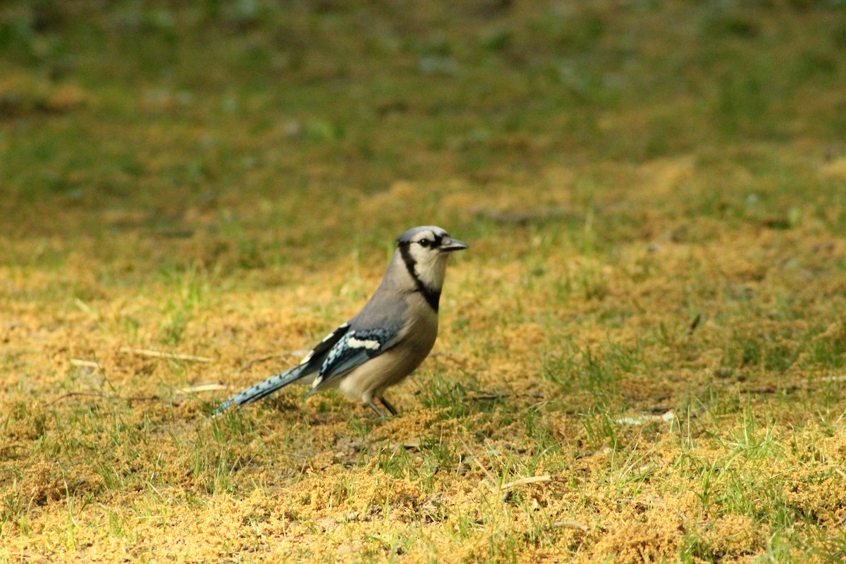 Blue Jay - ML634902984