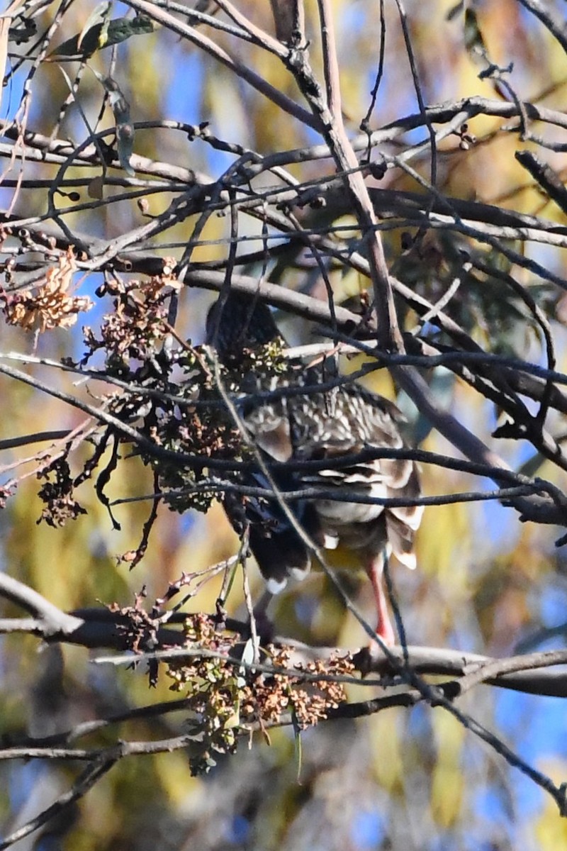 Red Wattlebird - ML634902988