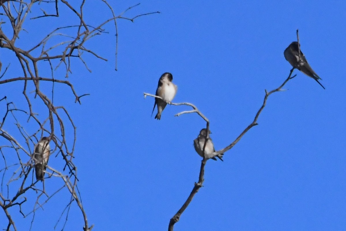 Tree Martin - ML634903022