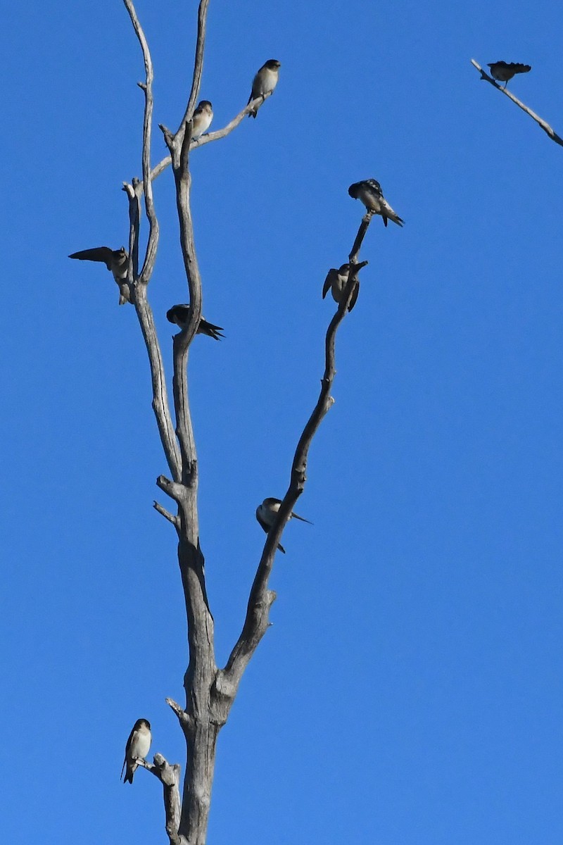 Tree Martin - ML634903051