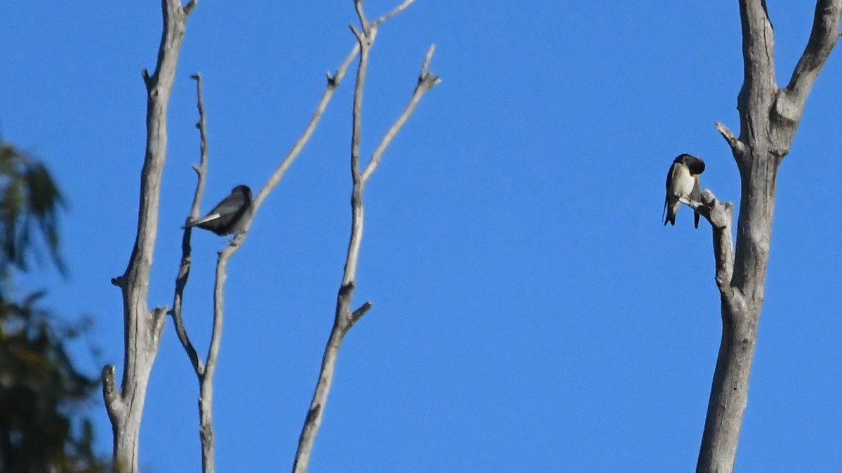 Dusky Woodswallow - ML634903072