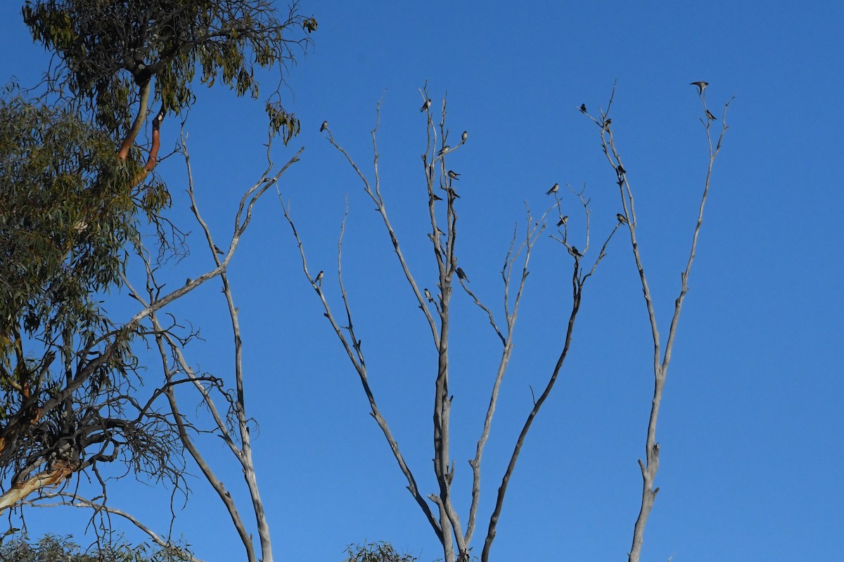 Dusky Woodswallow - ML634903106