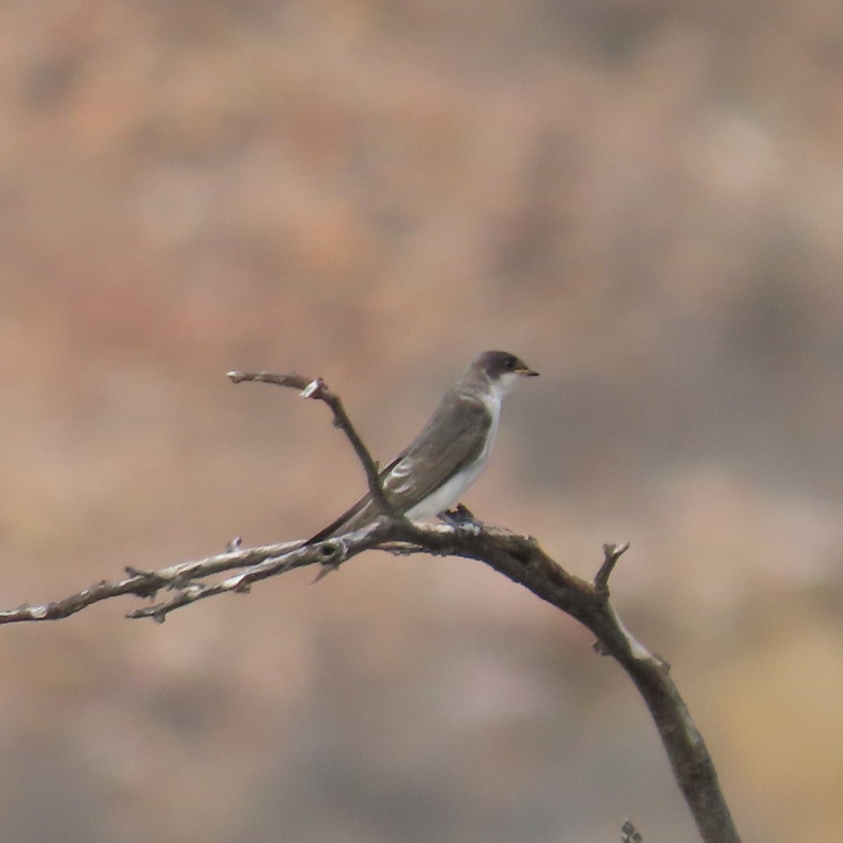 Tumbes Swallow - ML634903114