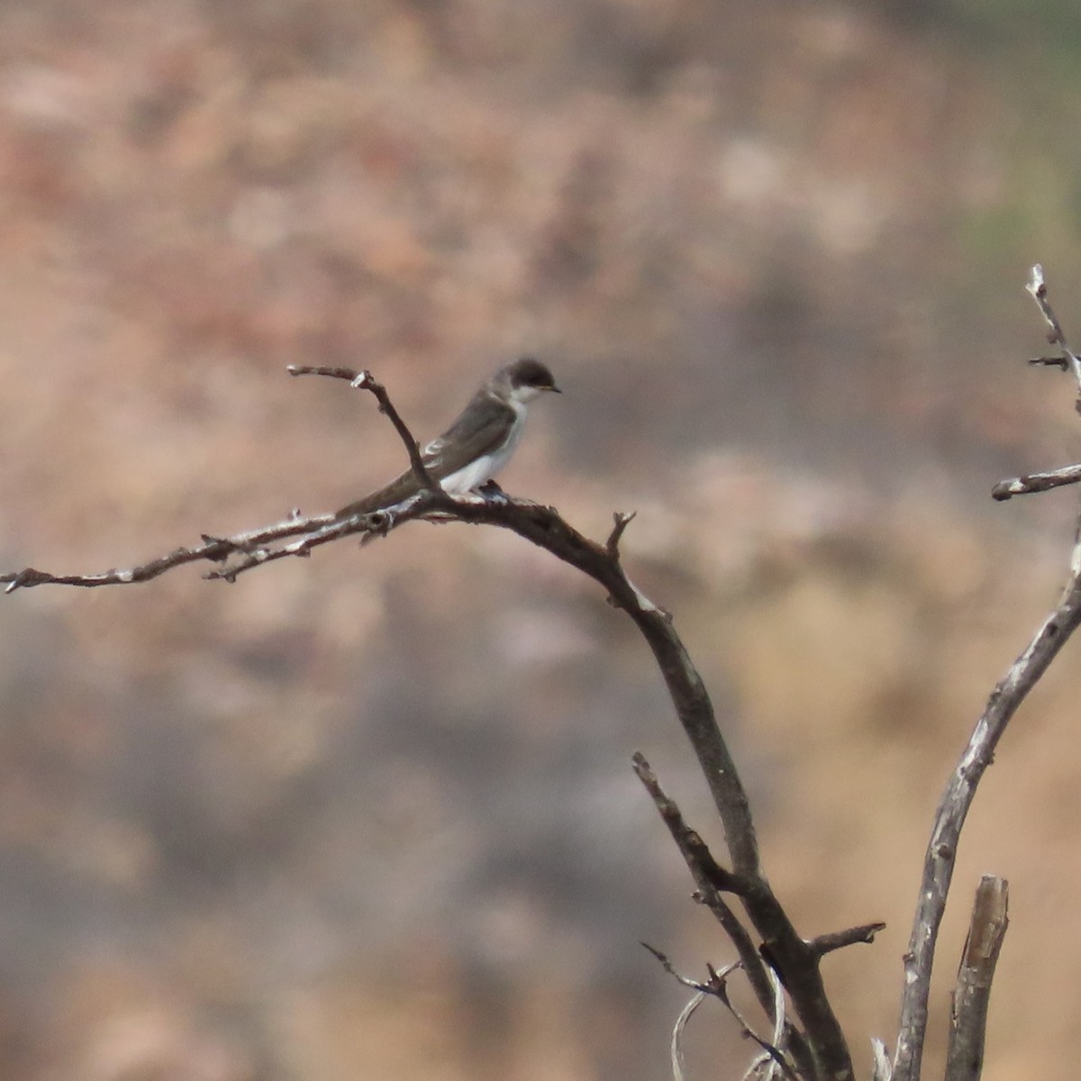Tumbes Swallow - ML634903115