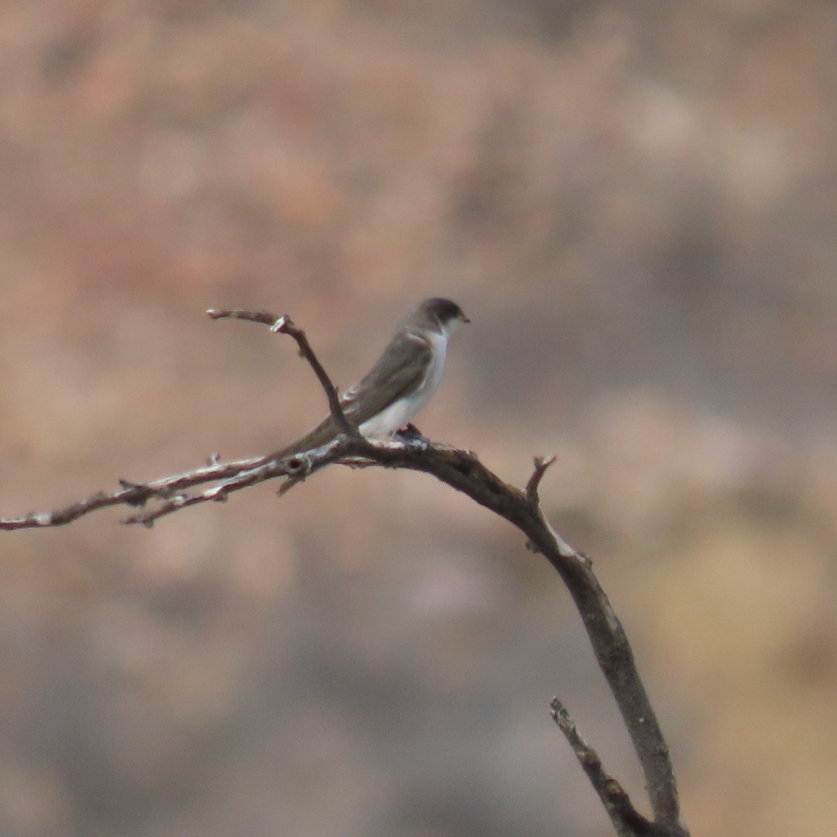 Tumbes Swallow - ML634903116