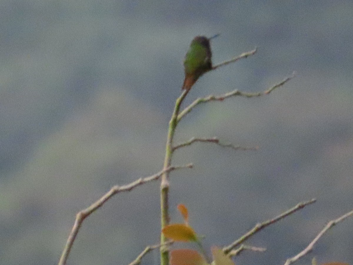 Bronzeschwanz-Smaragdkolibri - ML634903162