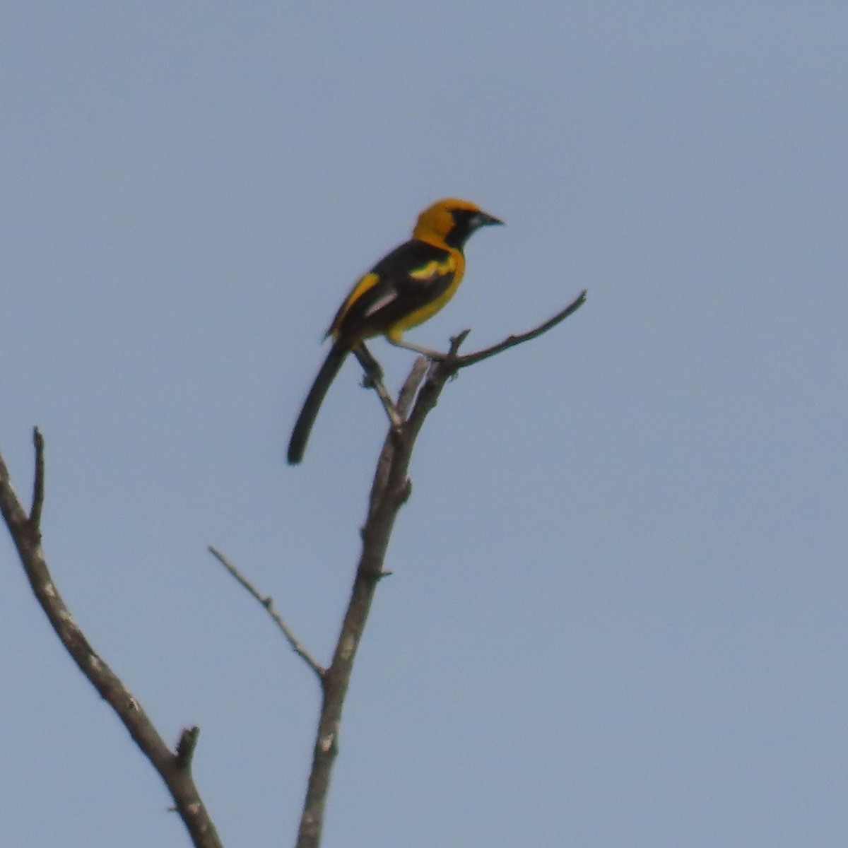 White-edged Oriole - ML634903247