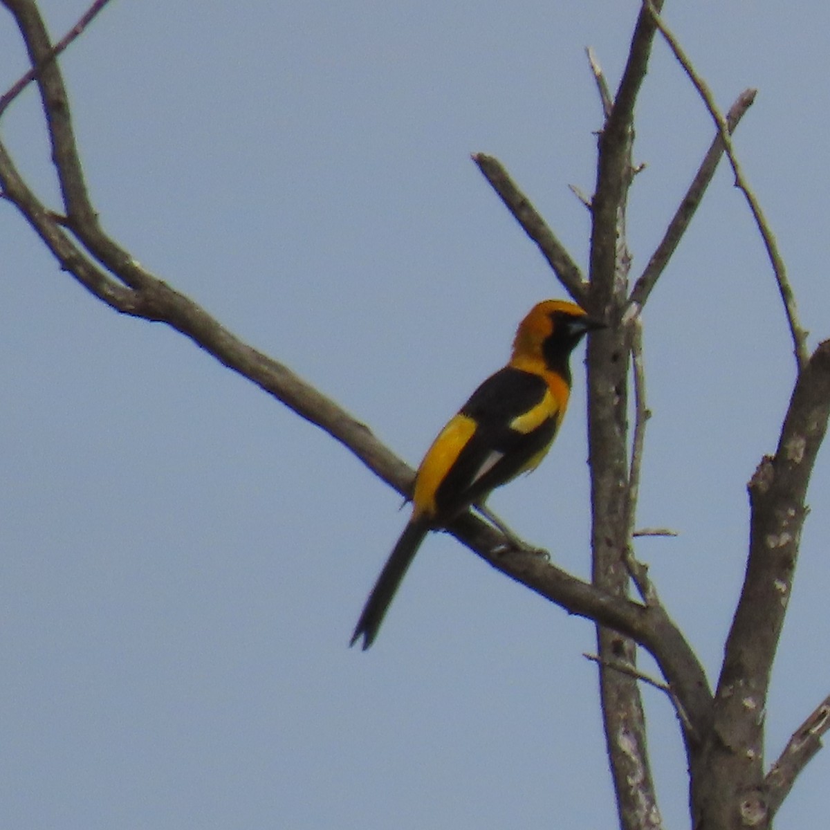 White-edged Oriole - ML634903249