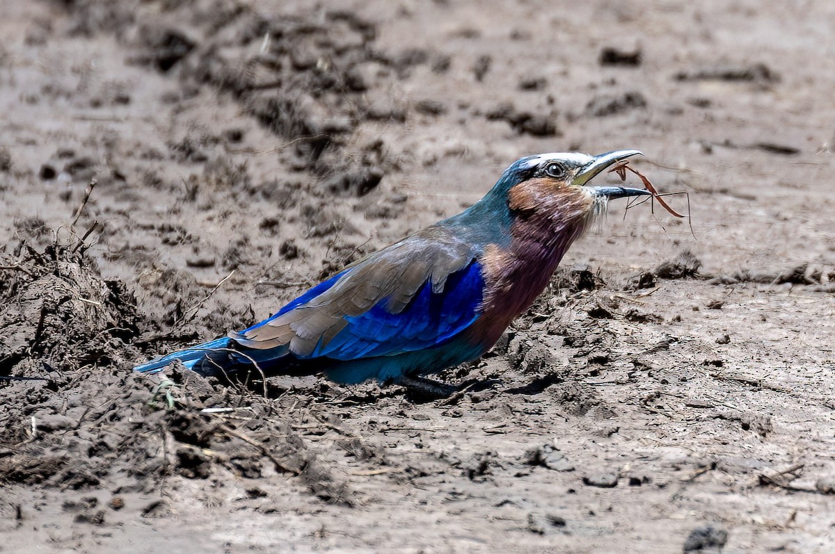 Lilac-breasted Roller - ML634903348