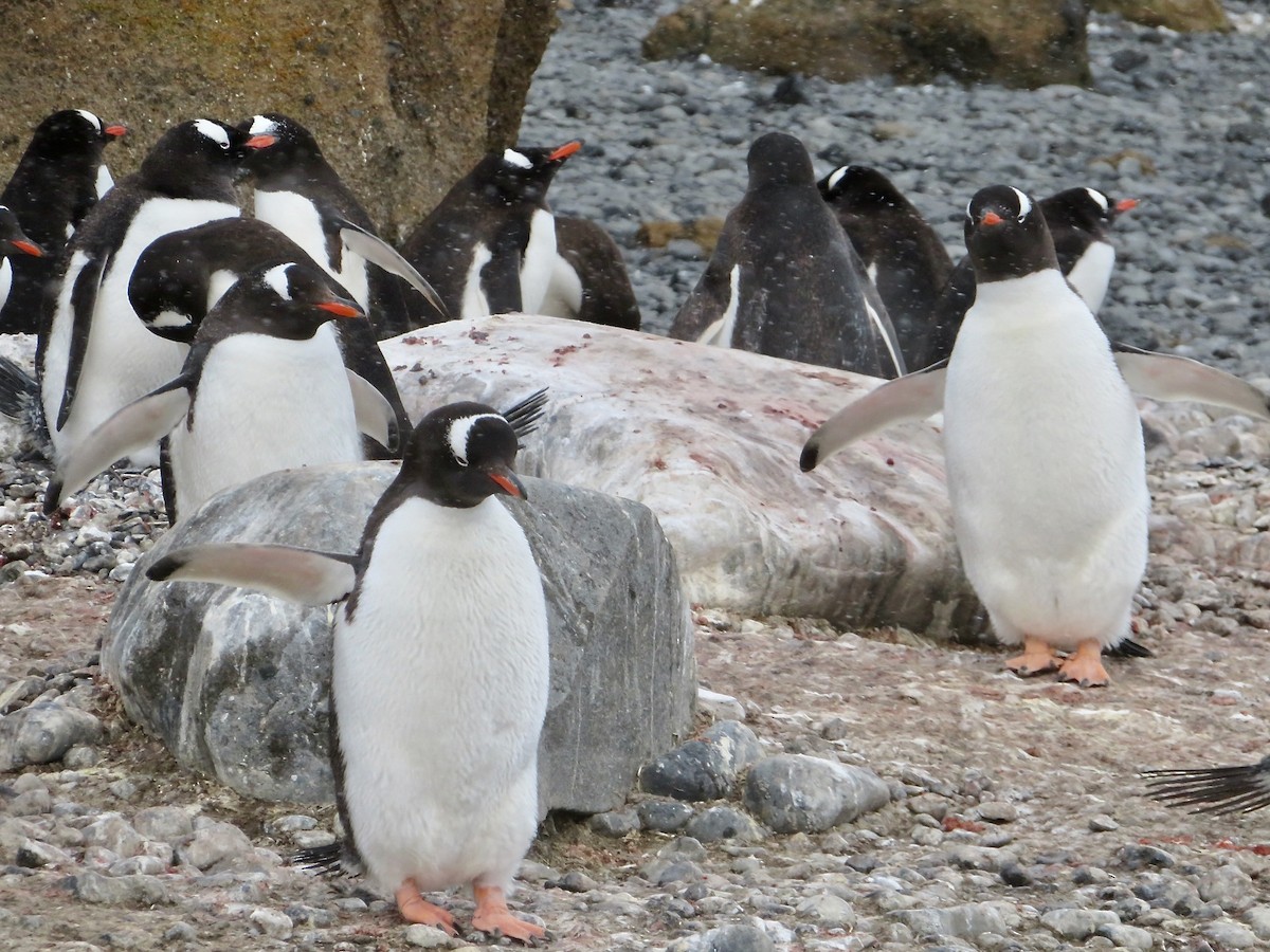 Gentoo Penguin - ML634903352