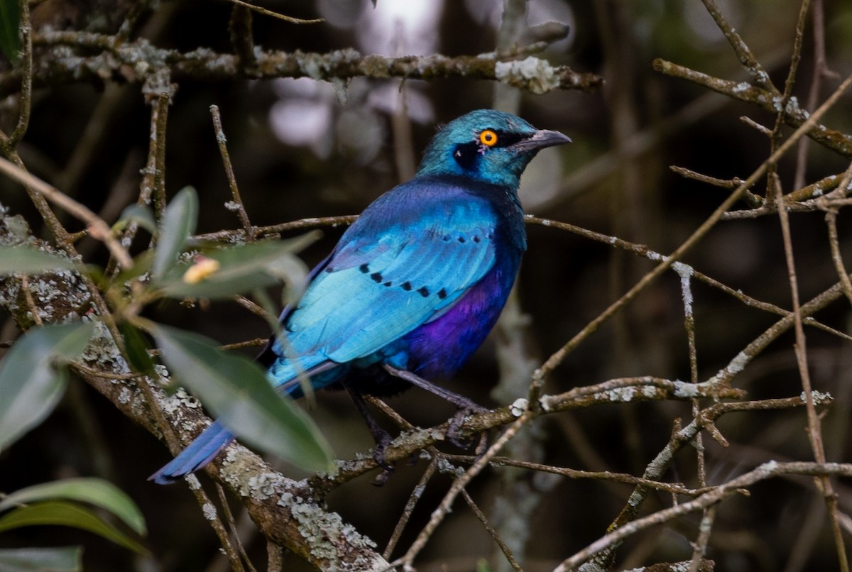 Greater Blue-eared Starling - ML634903361