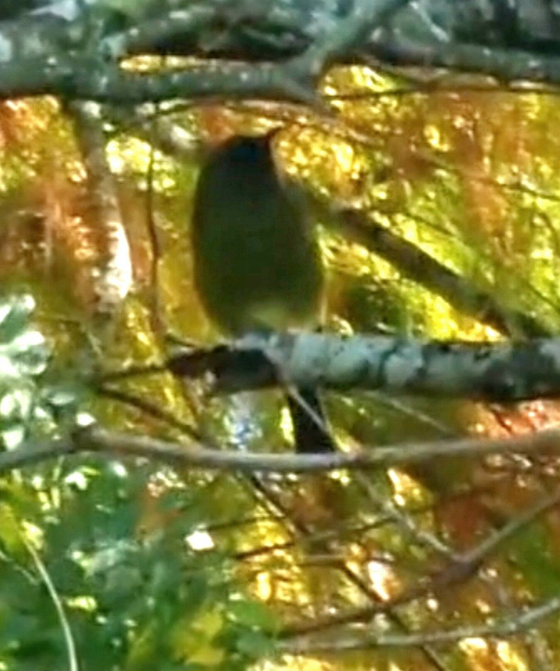 New Zealand Bellbird - ML634903423