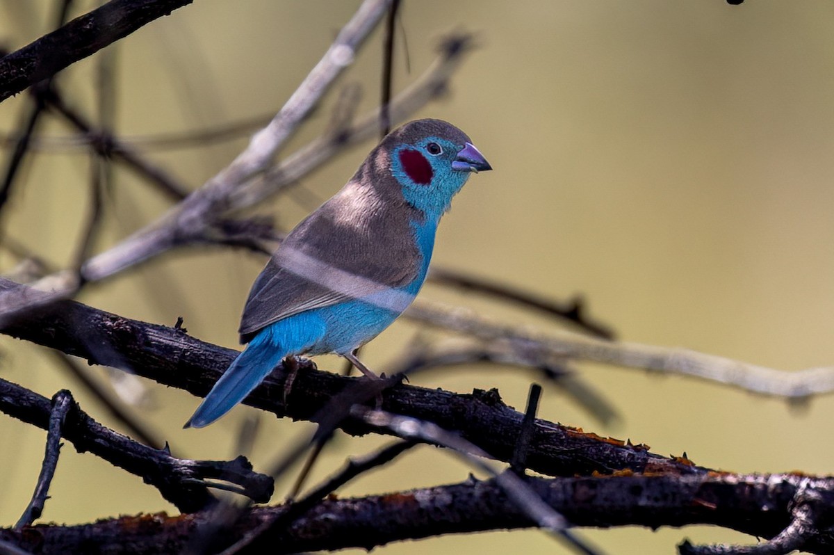 Red-cheeked Cordonbleu - ML634903451