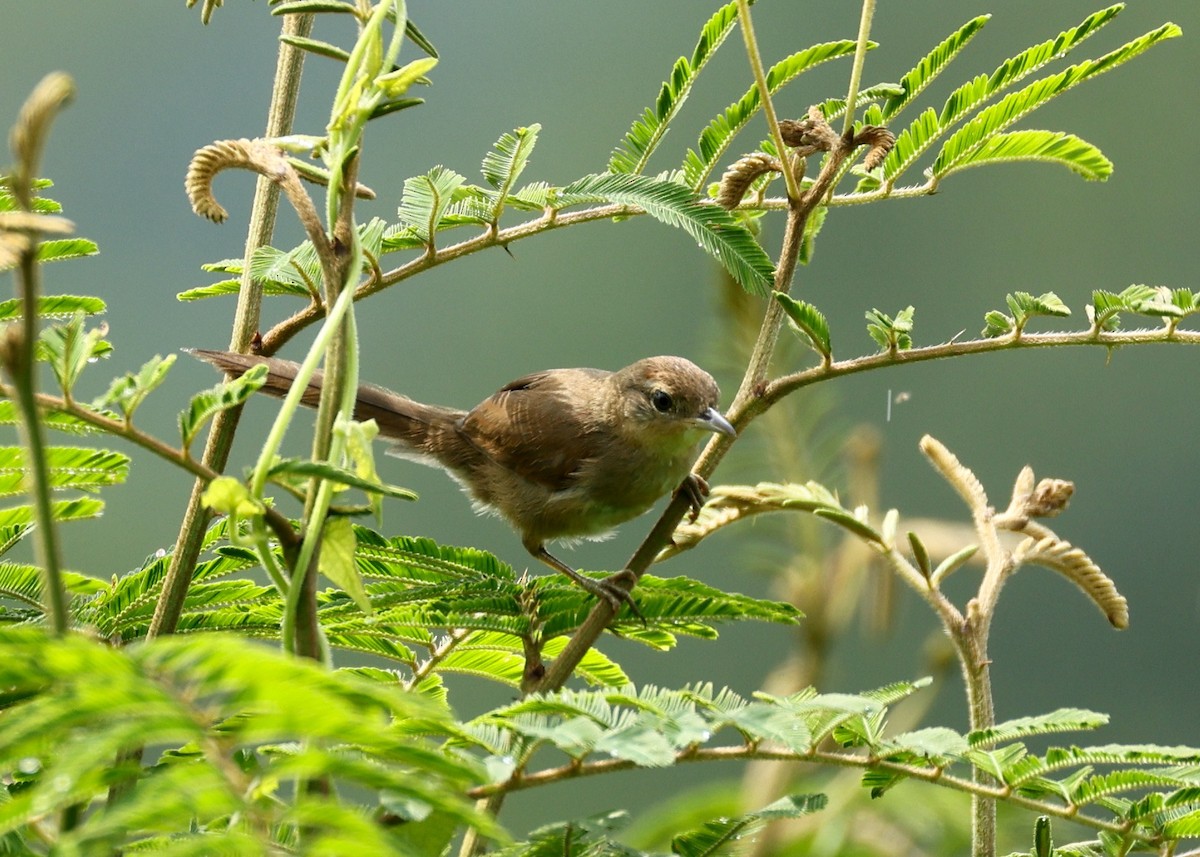 Pale-breasted Spinetail - ML634903494