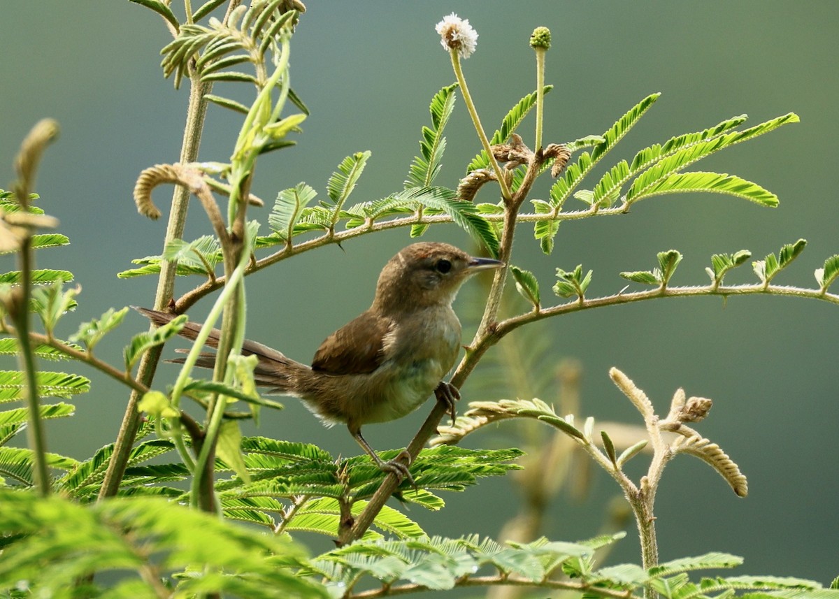 Pale-breasted Spinetail - ML634903525