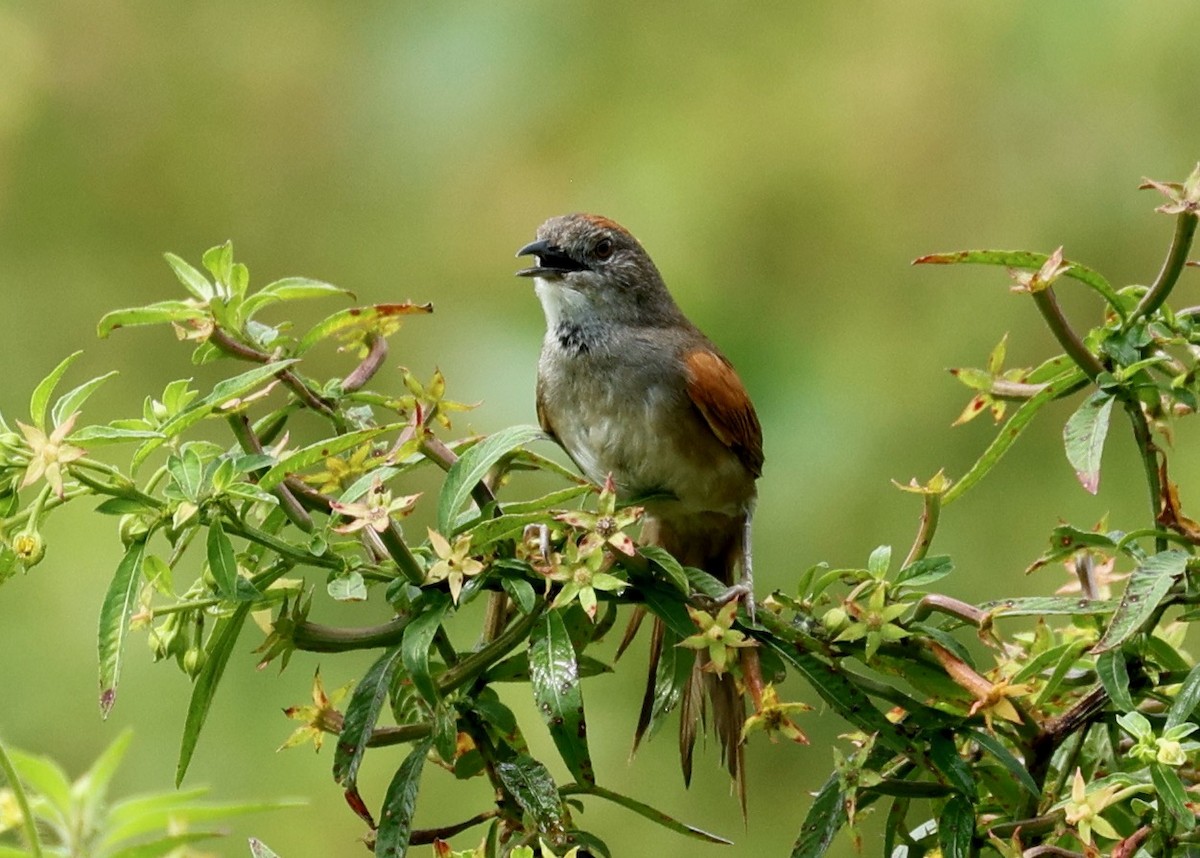 Pale-breasted Spinetail - ML634903558